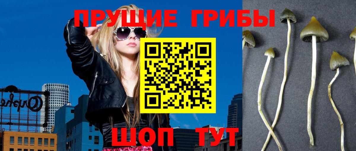 Галлюциногенные грибы Psilocybine cubensis  продажа наркотиков  Котлас  Вход с VPN 